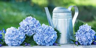 Attēlu rezultāti vaicājumam “Hydrangea”