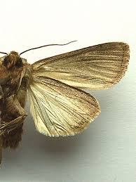 Attēlu rezultāti vaicājumam “Leucania comma”