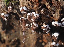 Attēlu rezultāti vaicājumam “Diderma hemisphaericum plasmodium”