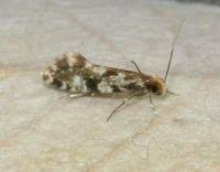 Attēlu rezultāti vaicājumam “Nemapogon cloacella”