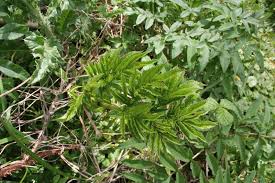 Attēlu rezultāti vaicājumam “Angelica sylvestris fruit”