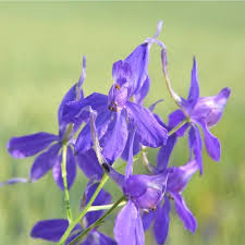 Attēlu rezultāti vaicājumam “Consolida regalis leaf”