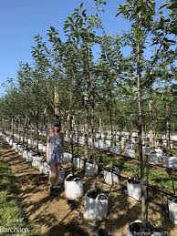 Attēlu rezultāti vaicājumam “Prunus (bird-cherry tree)”