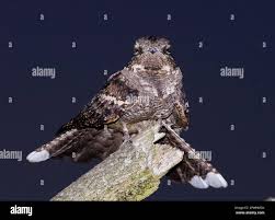 Attēlu rezultāti vaicājumam “Caprimulgus europaeus adult”