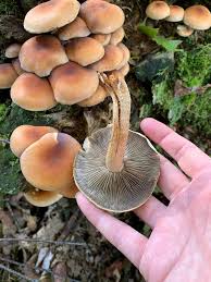 Attēlu rezultāti vaicājumam “Hypholoma sp.”