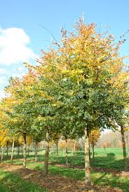 Attēlu rezultāti vaicājumam “Ulmus minor f. suberosa”