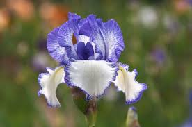 Image result for Iris