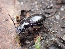 Attēlu rezultāti vaicājumam “Pterostichus sp.”