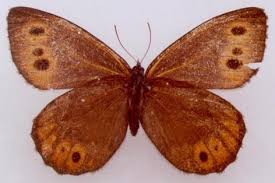 Attēlu rezultāti vaicājumam “Oeneis jutta”