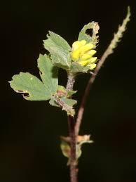 Attēlu rezultāti vaicājumam “Medicago lupulina bud”