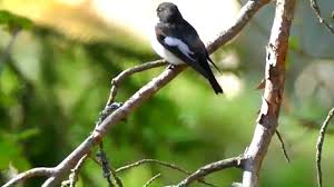 Attēlu rezultāti vaicājumam “Ficedula hypoleuca male”