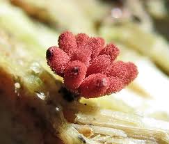 Attēlu rezultāti vaicājumam “Hemitrichia sordivesiculosa sessile”