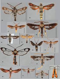 Attēlu rezultāti vaicājumam “Sesiidae”