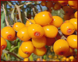 Attēlu rezultāti vaicājumam “Hippophae rhamnoides”