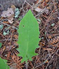 Attēlu rezultāti vaicājumam “Hieracium murorum”