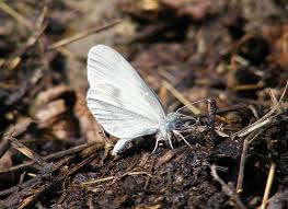 Attēlu rezultāti vaicājumam “Leptidea sinapis underside”