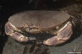 Image result for Cancer pagurus