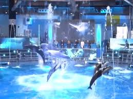 Image result for Dolphin Sub Aqua