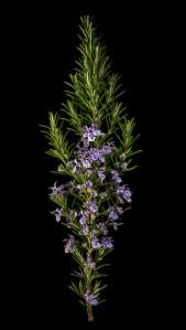 Image result for Rosmarin