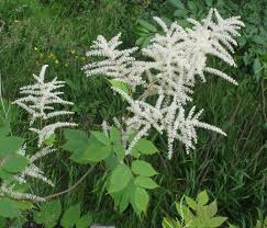 Image result for Aruncus dioicus