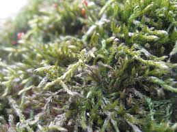 Attēlu rezultāti vaicājumam “Acrocarpous mosses”