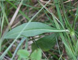 Attēlu rezultāti vaicājumam “Succisa pratensis leaf”