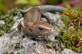 Attēlu rezultāti vaicājumam “Lacerta vivipara juvenile”