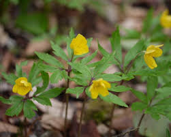 Attēlu rezultāti vaicājumam “Anemone ranunculoides leaf”