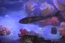 Image result for Arctogadus glacialis