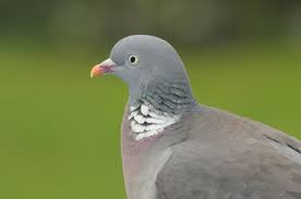 Image result for Columba palumbus
