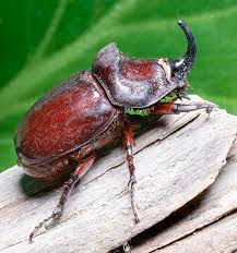 Attēlu rezultāti vaicājumam “Oryctes nasicornis male”