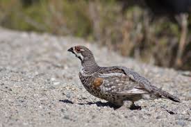 Attēlu rezultāti vaicājumam “Tetrastes bonasia eggs”