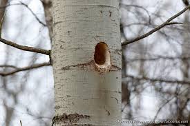 Attēlu rezultāti vaicājumam “Dryocopus martius nest”