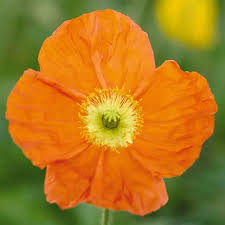 Image result for Papaver nudicaule