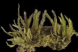 Attēlu rezultāti vaicājumam “Callicladium haldanianum”