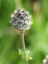 Attēlu rezultāti vaicājumam “Centaurea scabiosa bud”