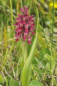 Attēlu rezultāti vaicājumam “Dactylorhiza incarnata leaf”