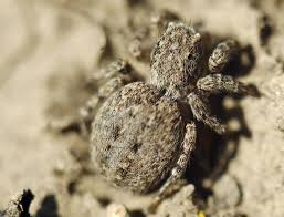 Attēlu rezultāti vaicājumam “Aelurillus v-insignitus”