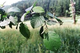 Attēlu rezultāti vaicājumam “Alnus incana leaf”