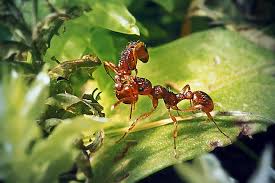 Attēlu rezultāti vaicājumam “Myrmica rubra”