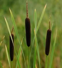 Attēlu rezultāti vaicājumam “Typha latifolia fruit”