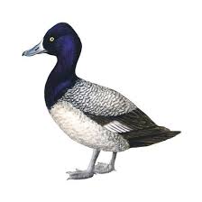 Image result for Aythya affinis