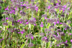 Attēlu rezultāti vaicājumam “Clinopodium vulgare”