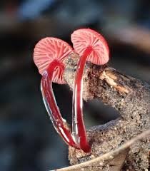 Attēlu rezultāti vaicājumam “Willkommlangea reticulata spores”