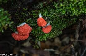 Attēlu rezultāti vaicājumam “Tubifera montana macro”