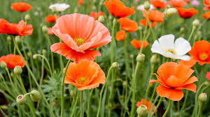 Attēlu rezultāti vaicājumam “Papaveraceae”