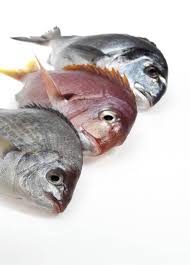 Image result for Spondyliosoma cantharus