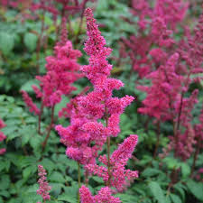 Image result for Astilbe