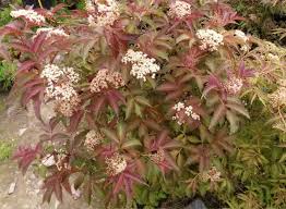 Attēlu rezultāti vaicājumam “Sambucus nigra flower”