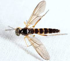 Attēlu rezultāti vaicājumam “Xylophagidae”